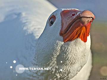 گالري عکس حيوانات